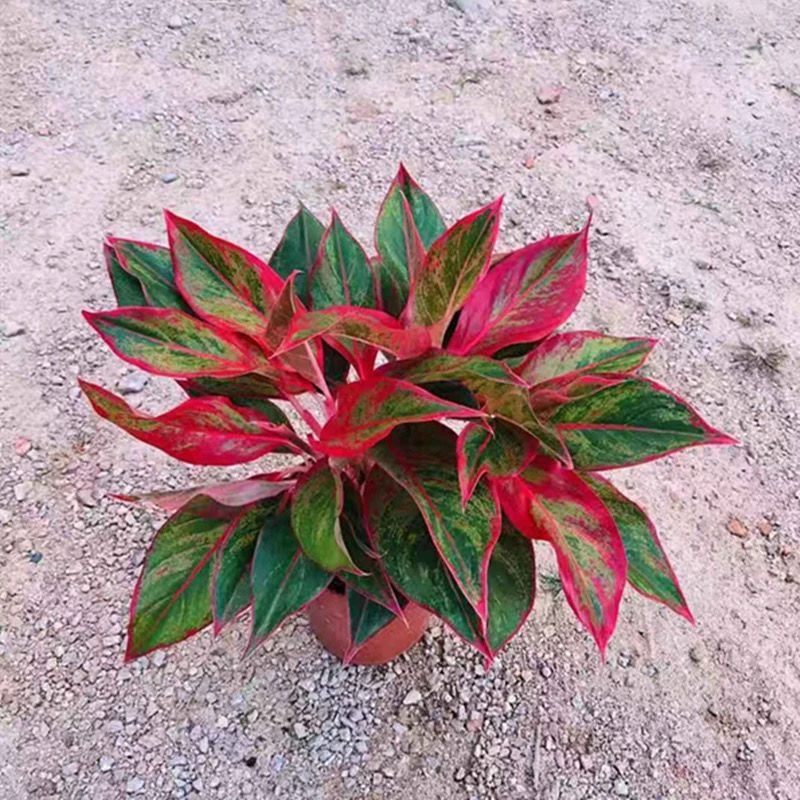 懒人万年红盆栽如意水培吉利红如意办公室白掌室内绿植花卉吸甲醛