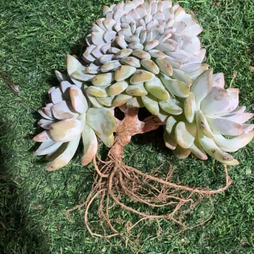 星影树缀无砍多肉