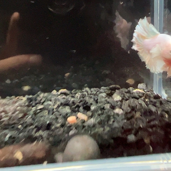 斗鱼一单包邮1日105