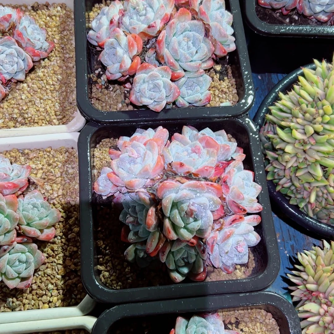 冰玉多头老桩随机发货