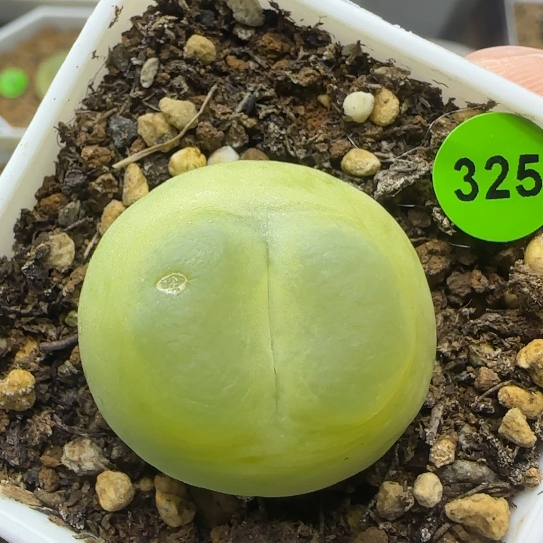 拉登2.7点多肉植物325