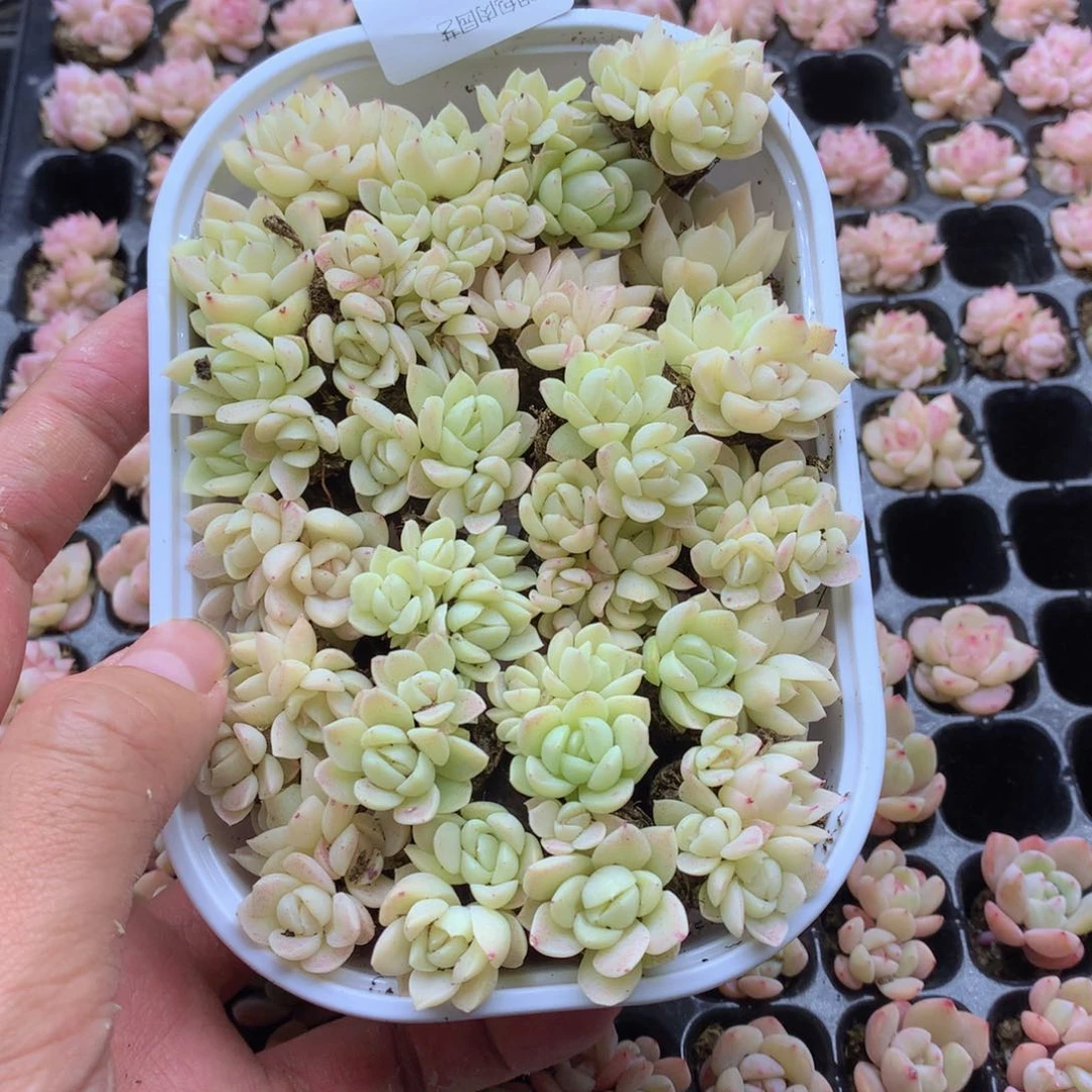 反反复复还是很开心的015