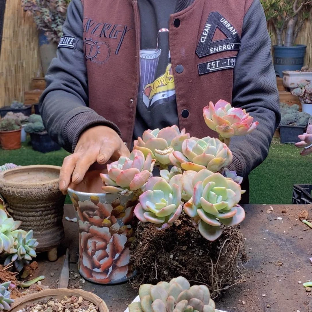 B****王206号白月光老桩