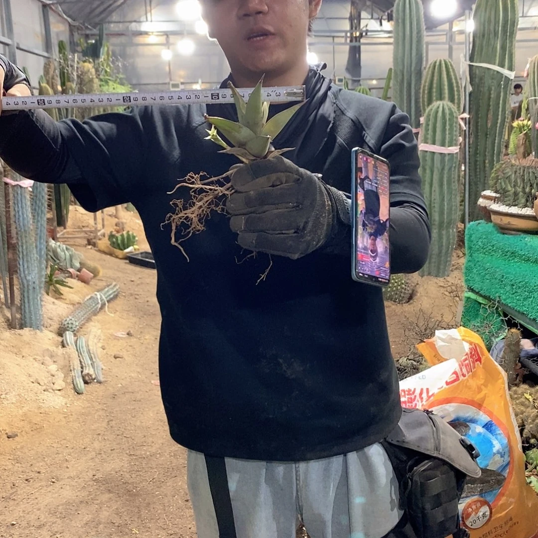 15公分步行者虎皮兰