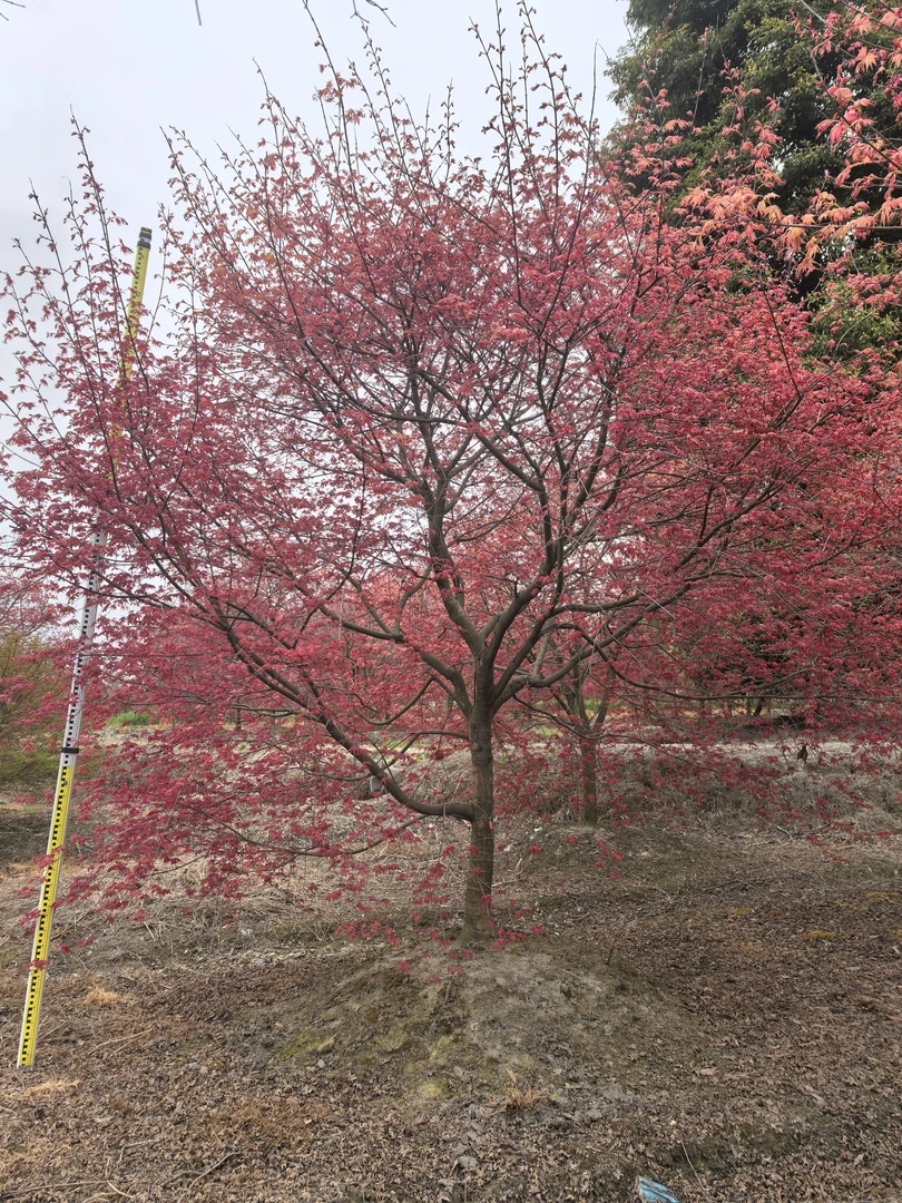 日本红枫红舞姬（直播间一物一拍）