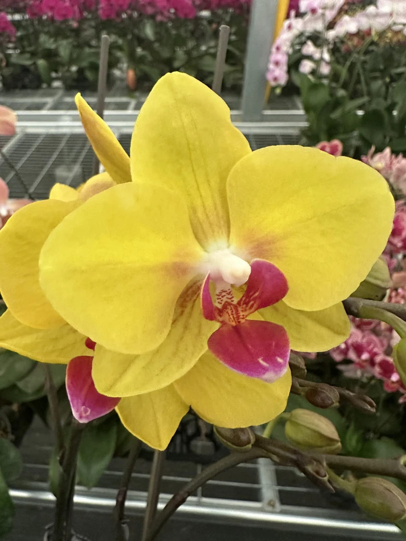 兰屿 LYSLAND【 金币 3.0寸】蝴蝶兰鲜花盆栽