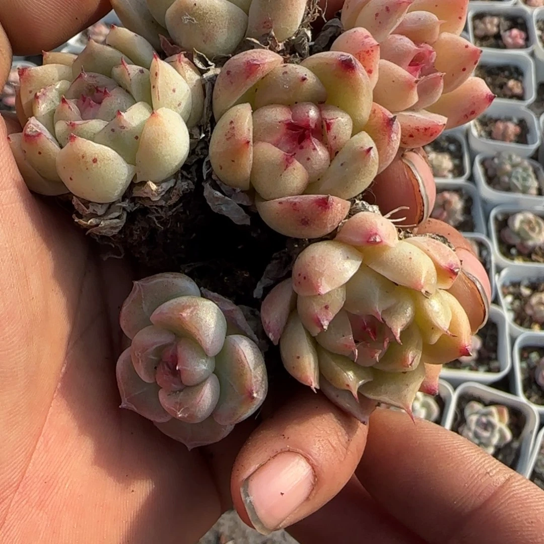 多肉小卡拉米糖心一物一拍