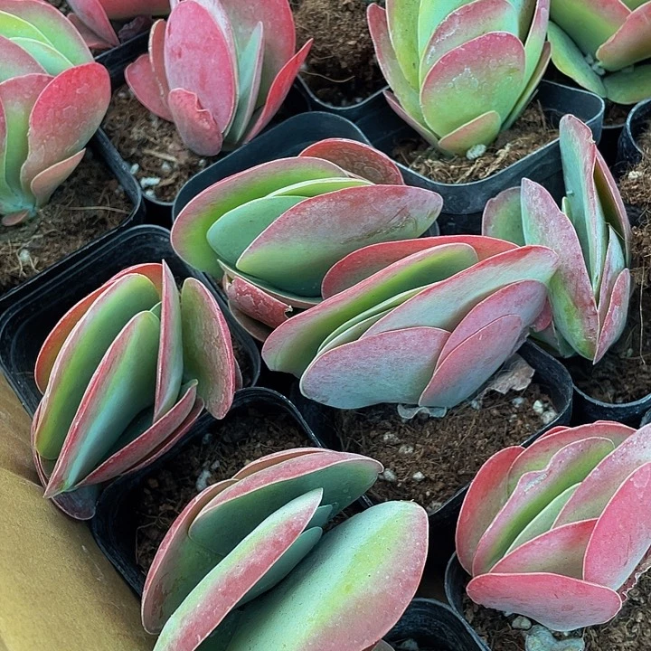 唐印2.8带盆土发