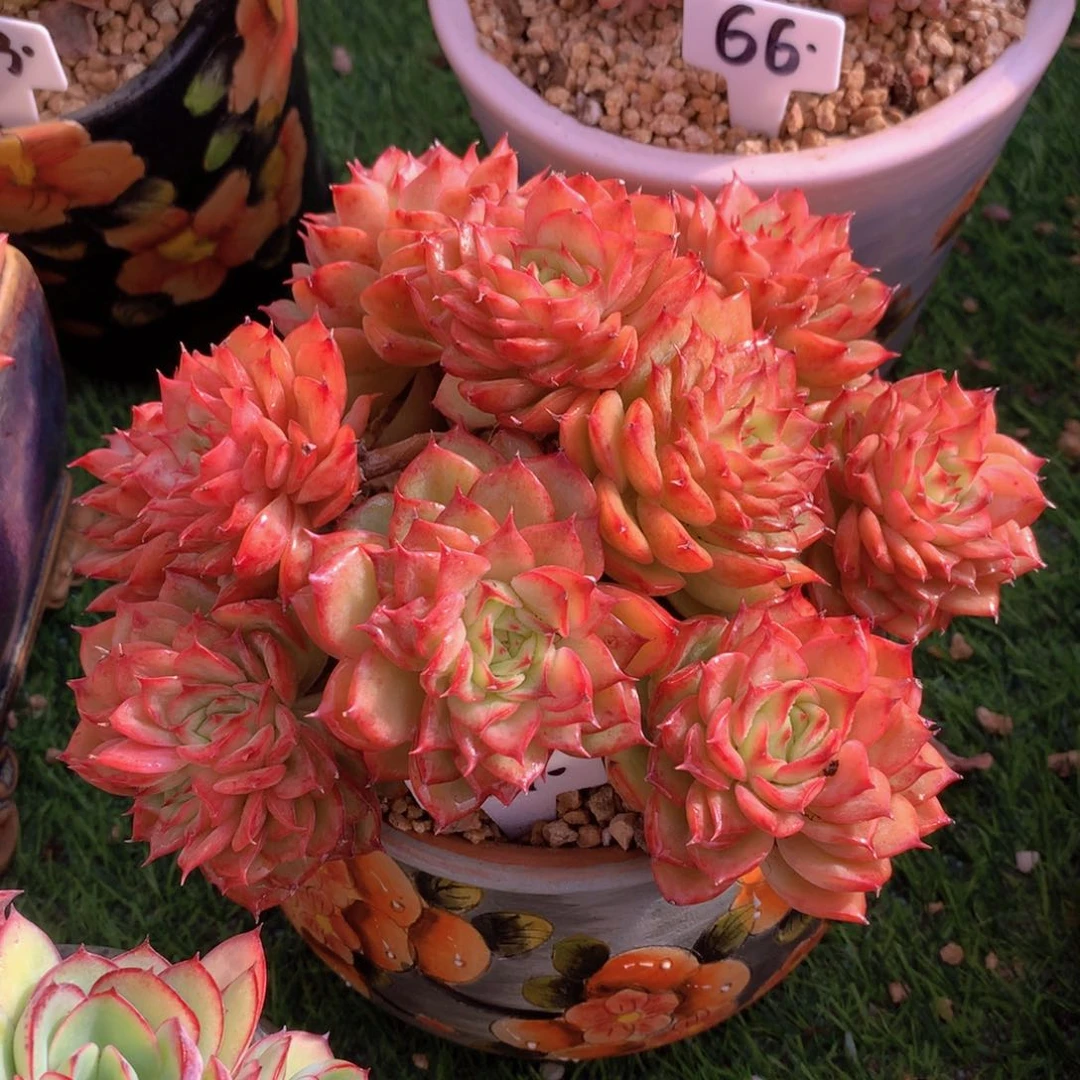 冰兰女王16 公分一物一拍