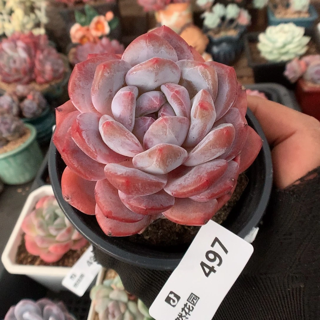497粉星影多肉植物666