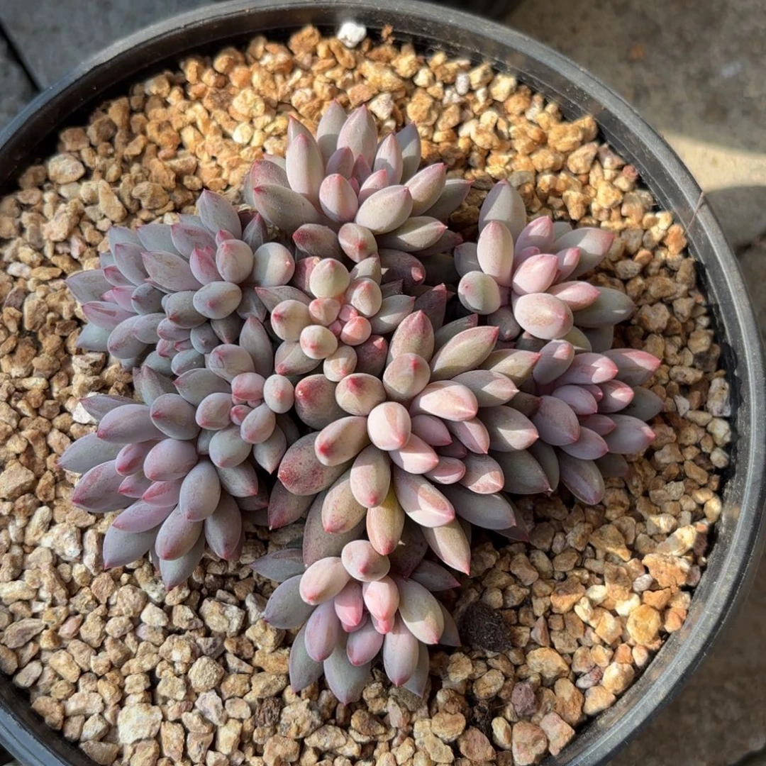 无花朵虞美人无砍自然群