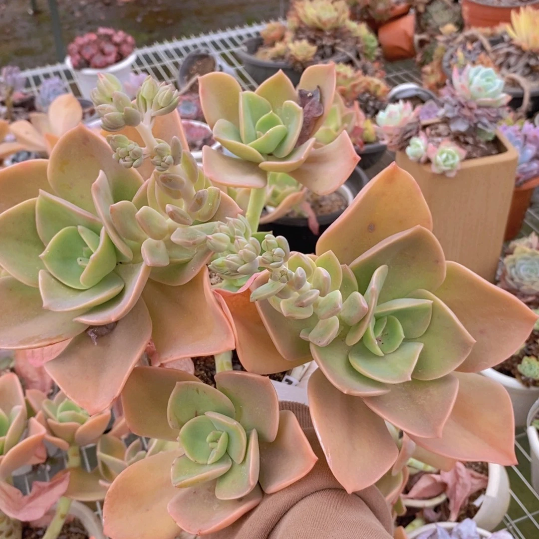 7529贺氏老桩一物一拍