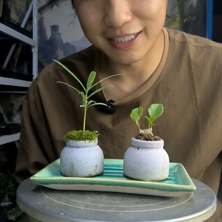 玖*烬中青园艺一物一拍127