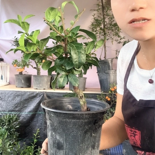 无花朵中国红。