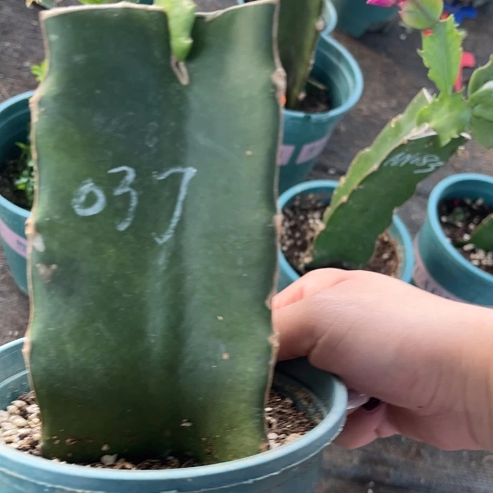 超****16号037黄色00000000000