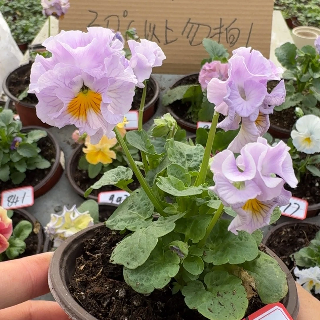 大部分花苞少量开放132