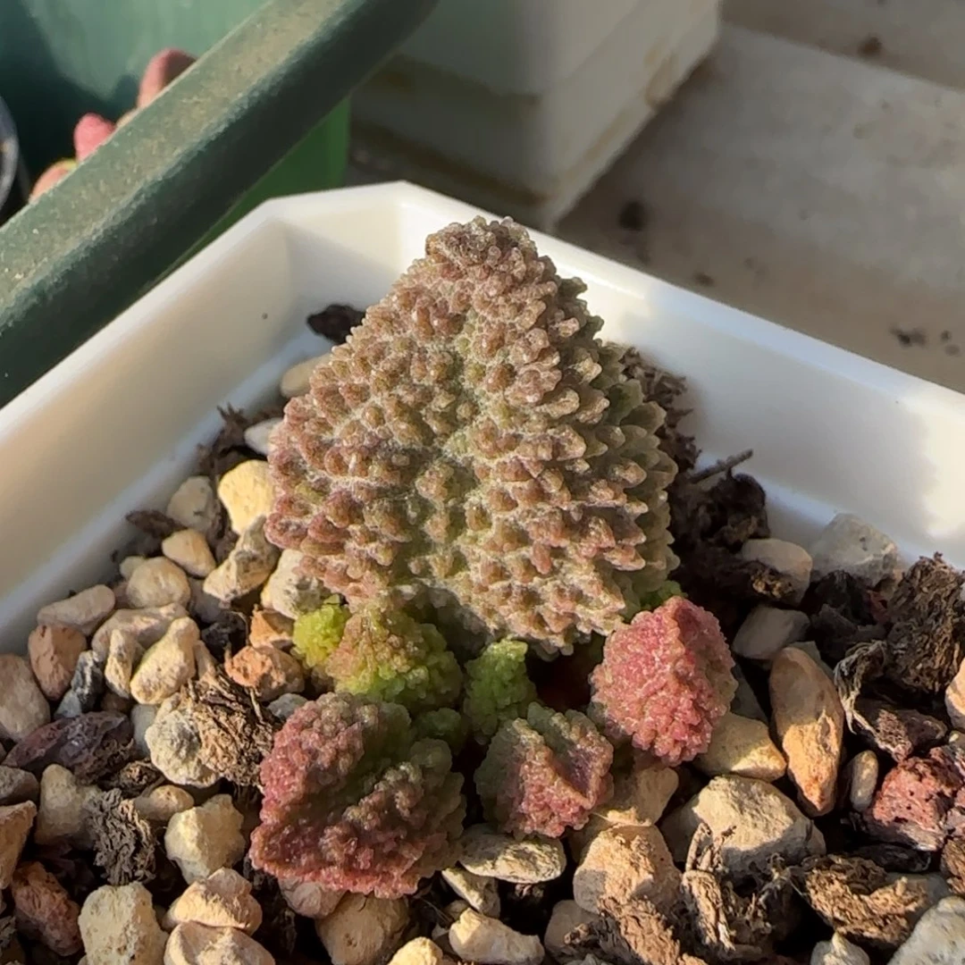 刺球水泡多肉植物