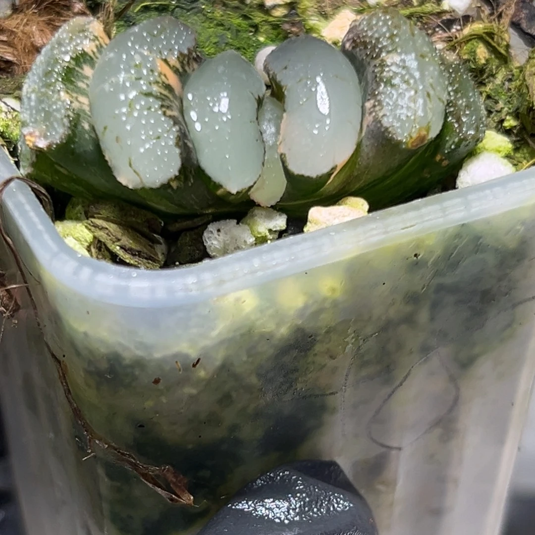 十二卷多肉植物1658浮藻