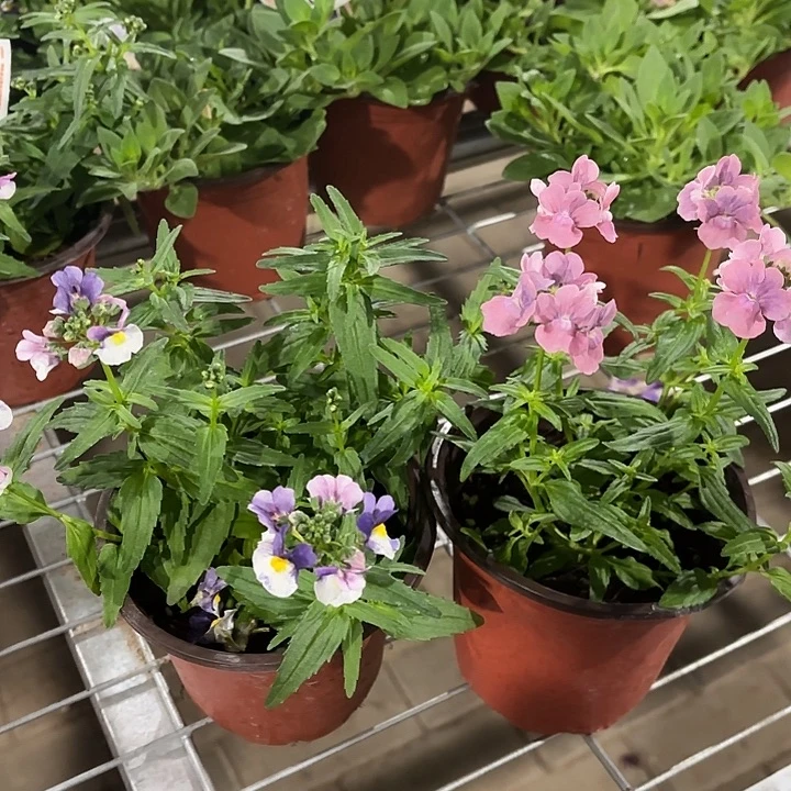 全部花苞婕妤紫+芭比粉