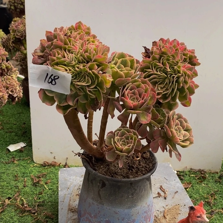 完全开放168号香妃缀化多肉1颗