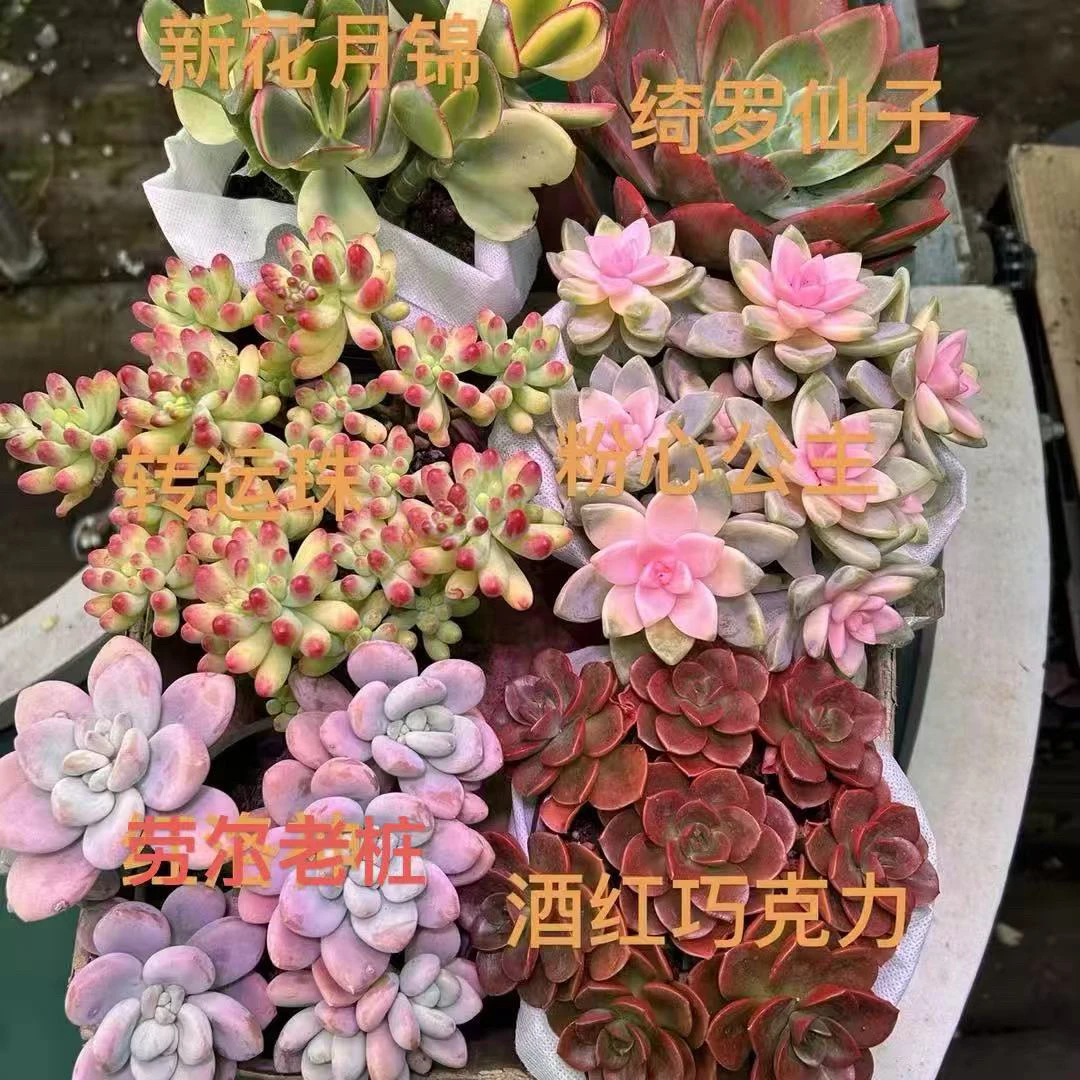 多肉组合多肉盆栽（6盆）带盆带土室内室外均可养护