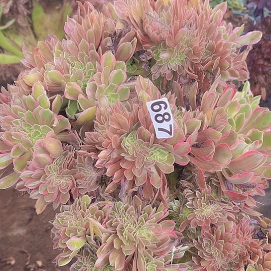 小***样多肉植物一个法师