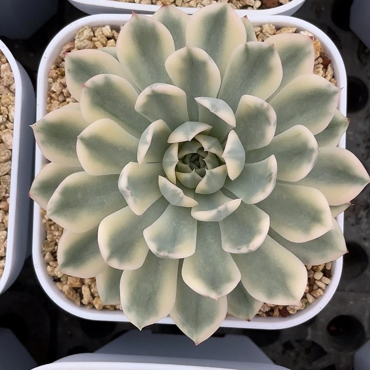 月亮仙子锦一物一拍锦龙