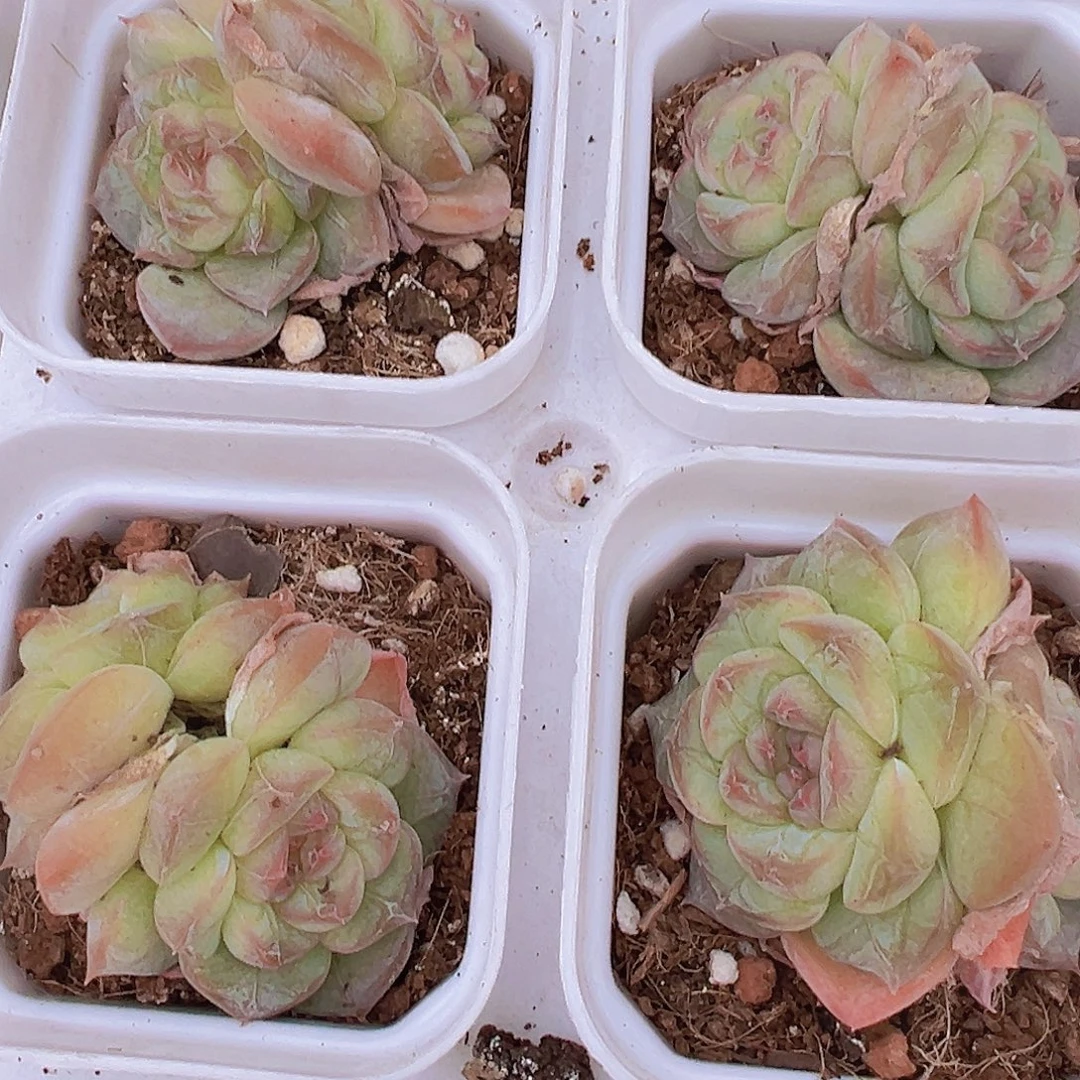 纹星珍妮双头19包邮