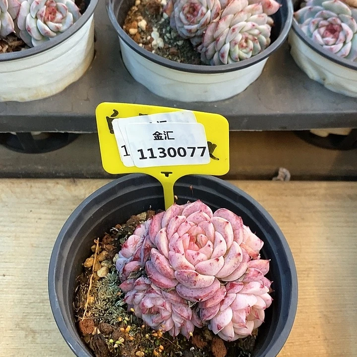 福利多多，1130077