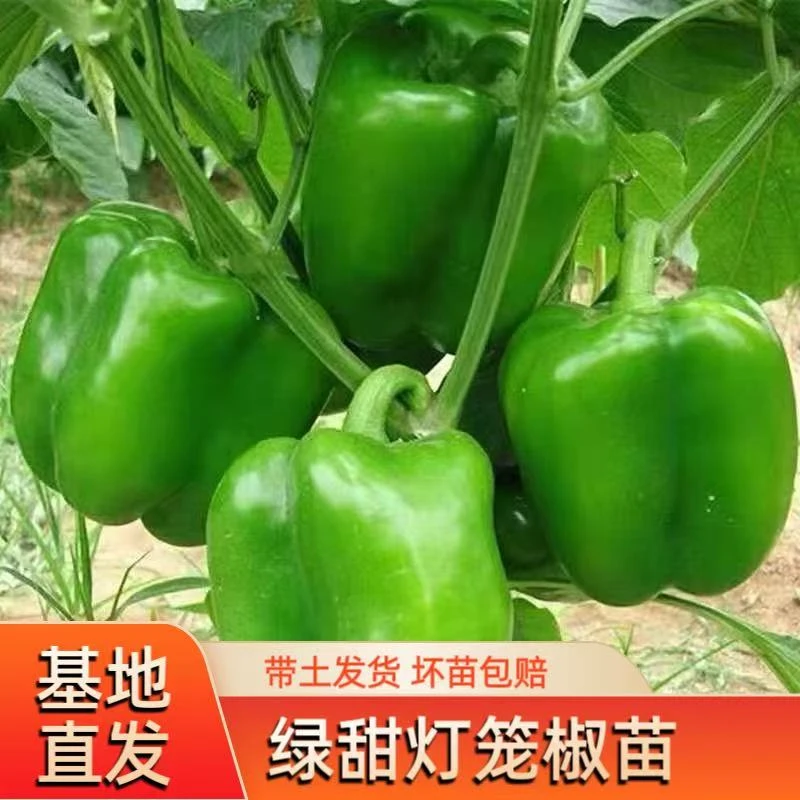 高产圆椒菜椒苗辣椒苗秧苗青椒太空椒方椒秧苗灯笼椒秧子阳台菜苗