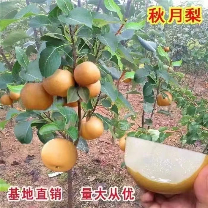 梨树新品种秋月梨树苗 九月份成熟 一个果2斤 肉质细脆高产汁水足