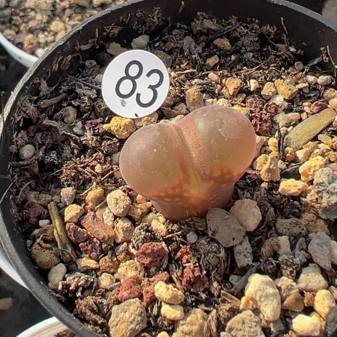 多2植物1111111111111111