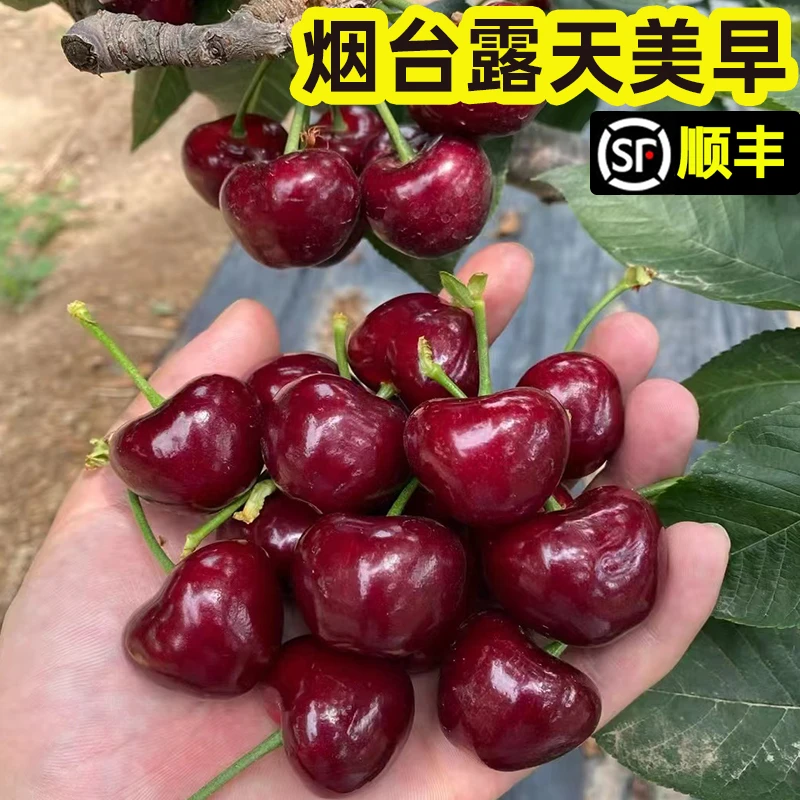 烟台露天美早樱桃 脆甜多汁 现摘现发顺丰