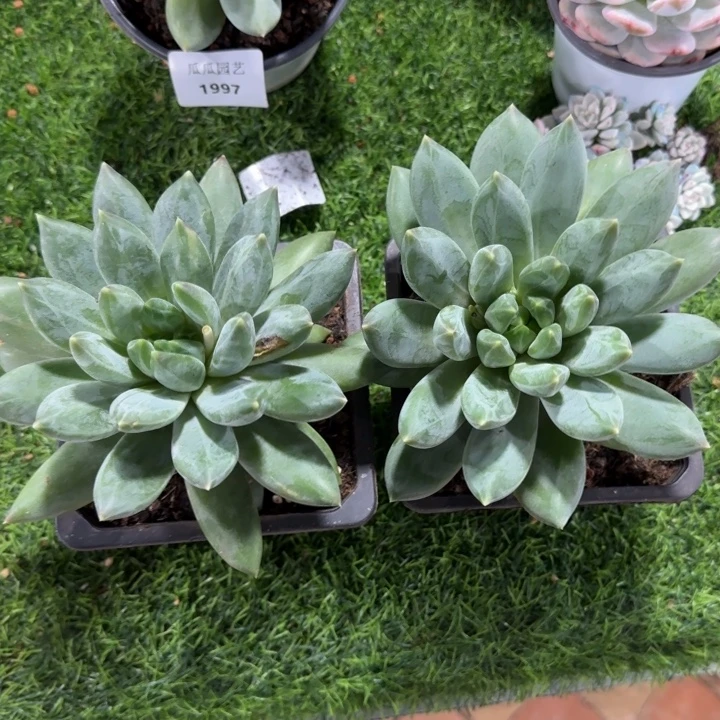 重头单头多肉植物的时候