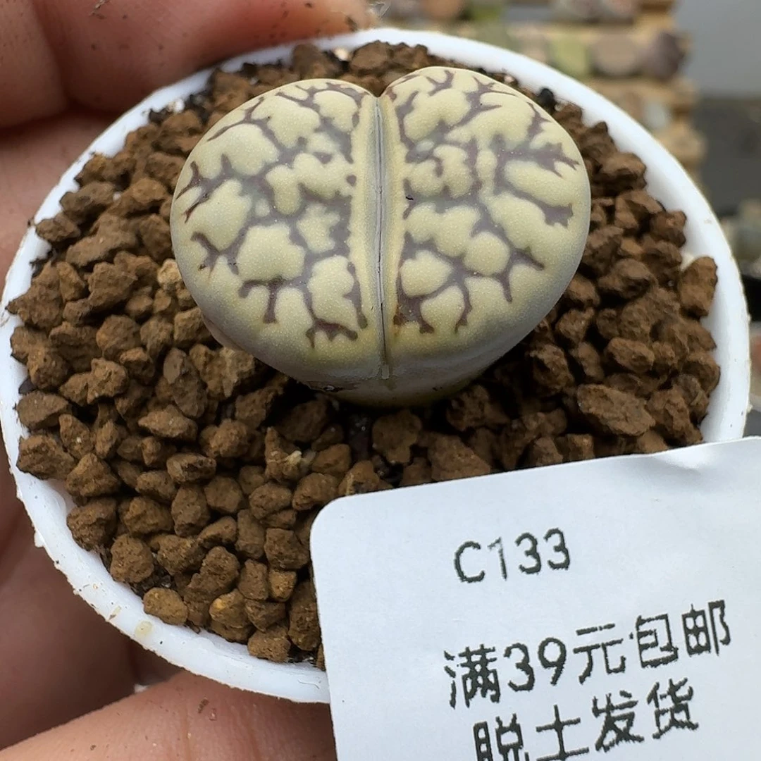 133多肉哈哈哈哈哈哈哈