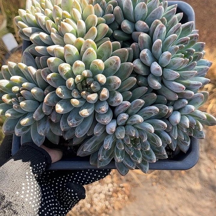 多肉植物一物一拍