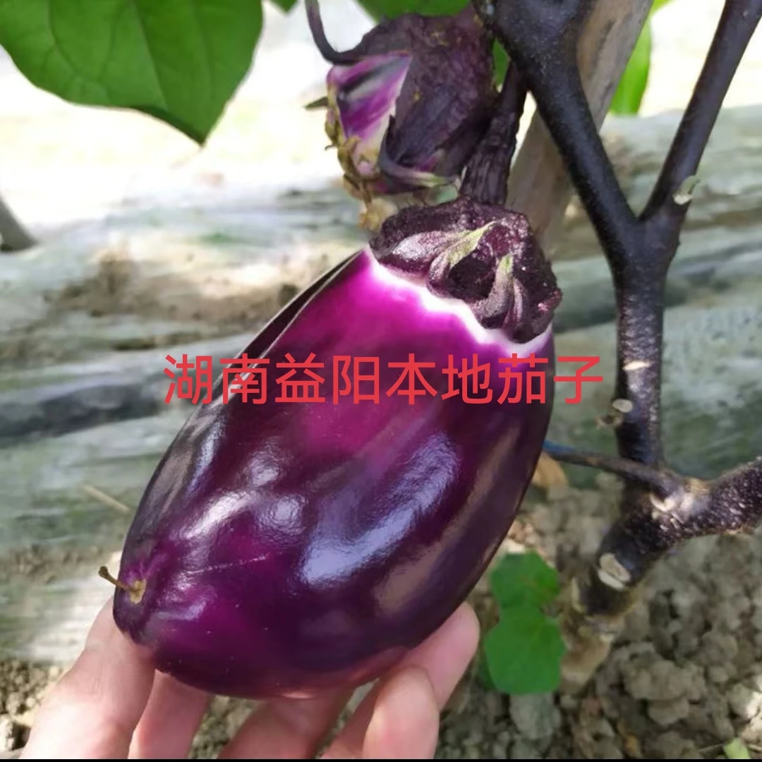 湖南益阳本地新鲜紫皮茄子农家种植软糯可口应季蔬菜