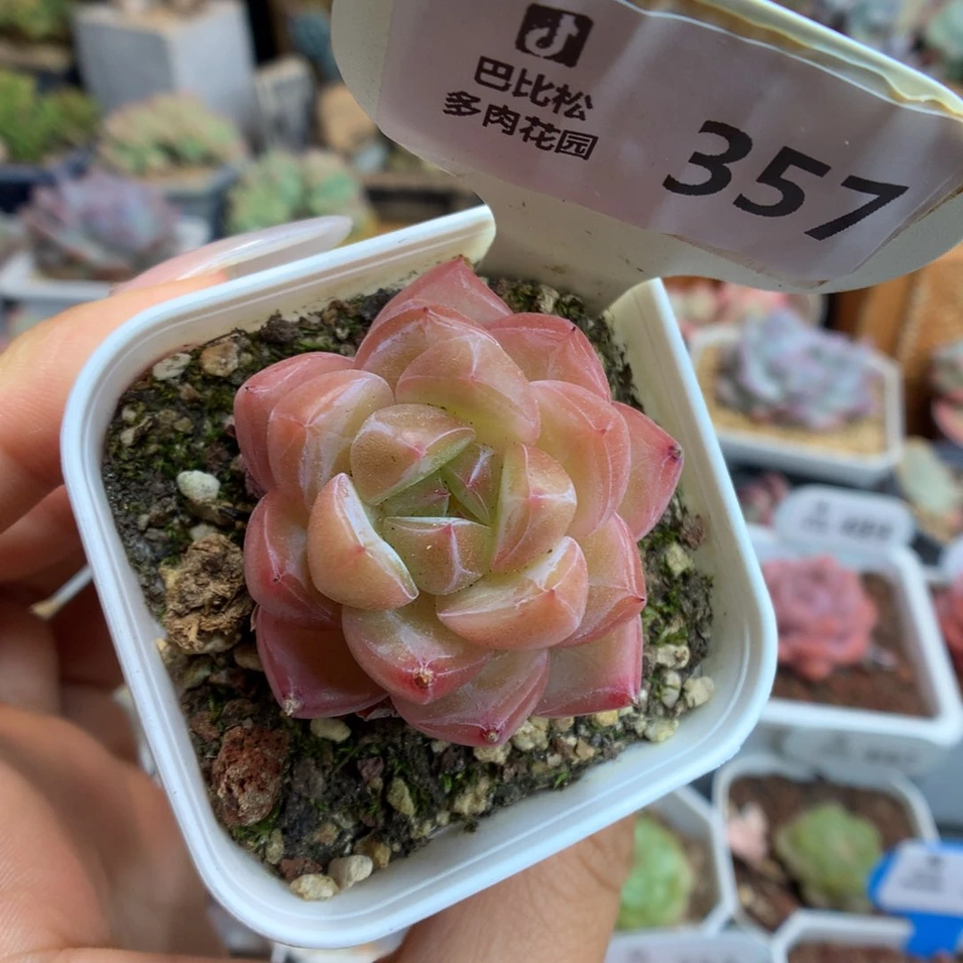357钻石珍妮多肉植物