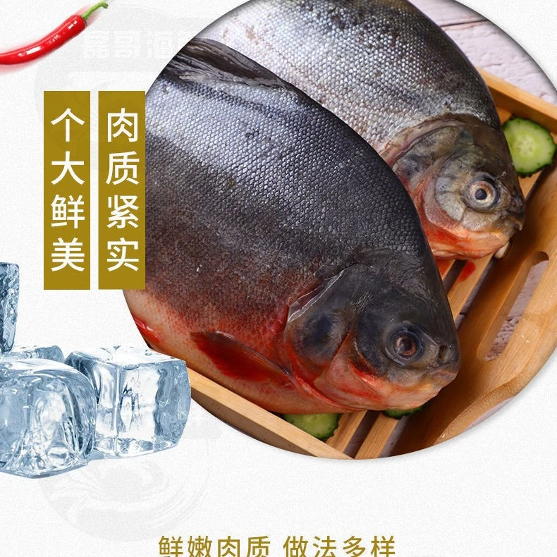 A【每条一斤左右】连云港深海细鳞红鲳鱼鲜活速冻锁鲜包邮发货