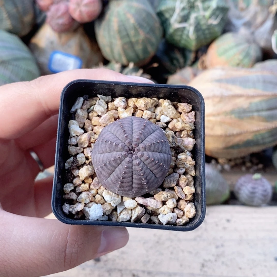 萨**斯欧系实生布纹球。一物一拍