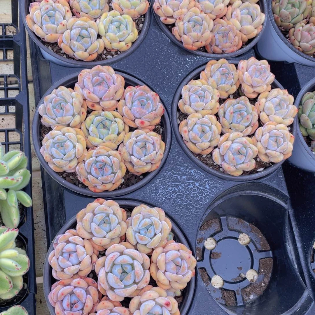 705号 草莓橙单头组合满满一盆