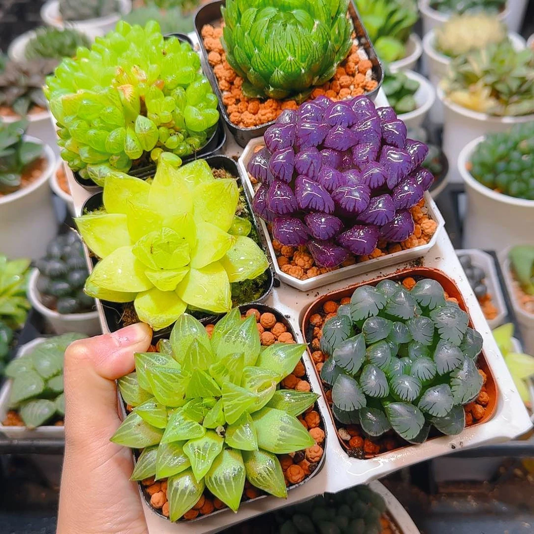 玉露群，蝉翼，黄金，紫宝石，玉露寿，冰灯