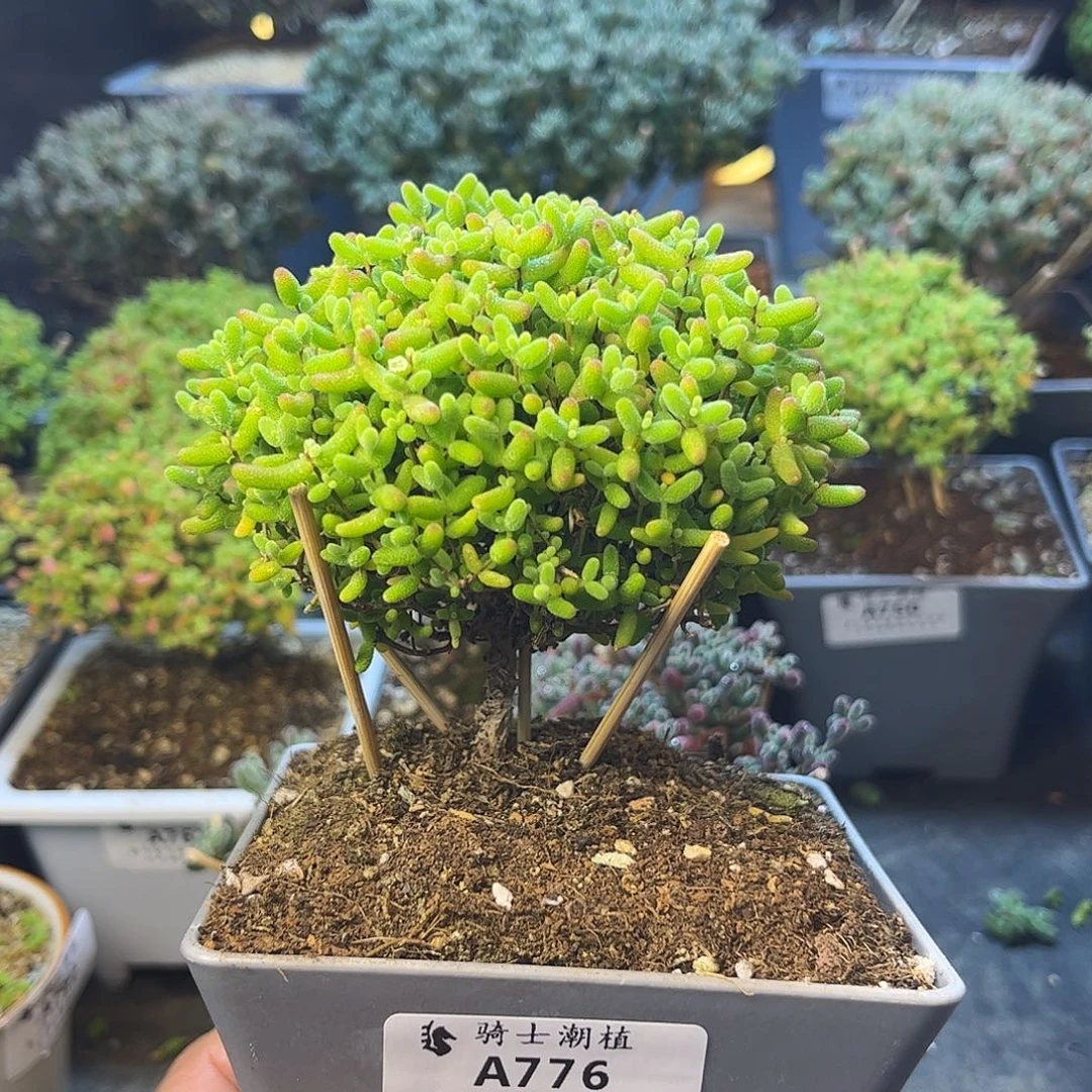 776蜜橘糖球枝干番杏