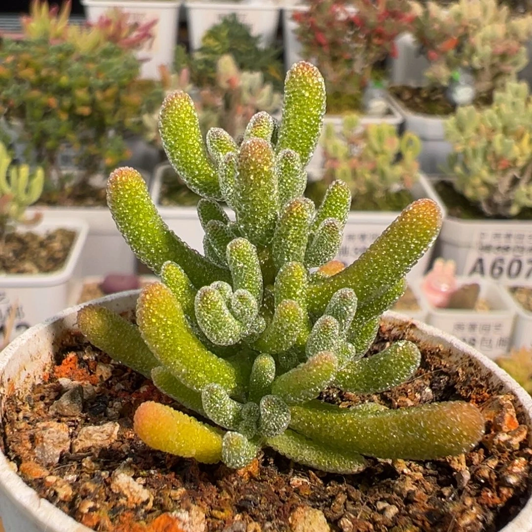 2-005奶油冰小树五圆盆一物一拍