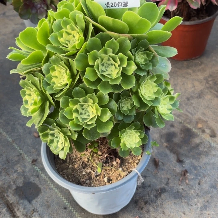 瑞妈，，，，，。。367。辛尼亚，