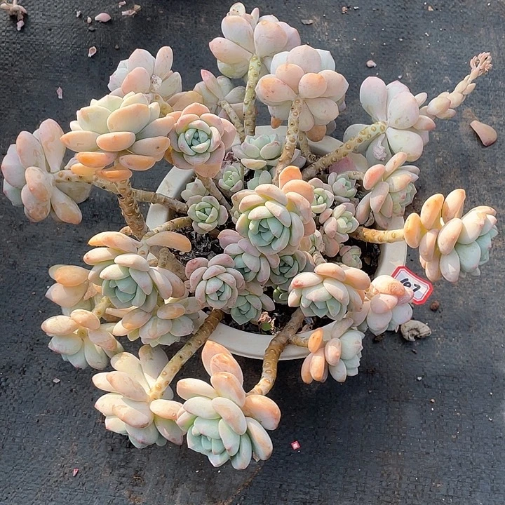 107露凝香 一物一拍多肉