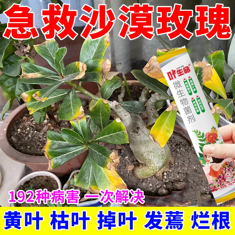 沙漠玫瑰专用药黄叶掉叶枯枝不开花专用绿叶壮苗促开花微生物菌肥