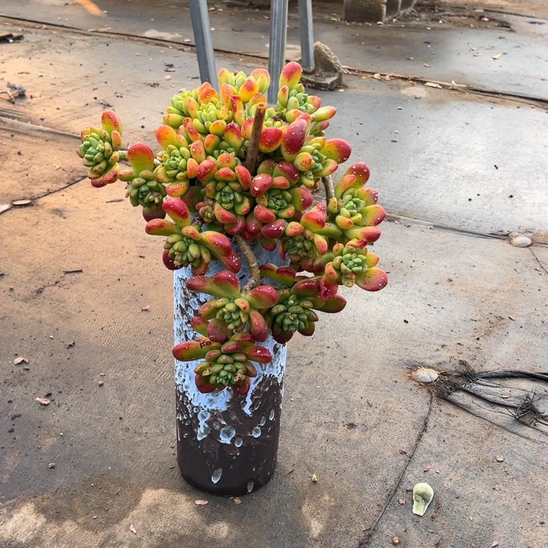 精品香草玛利亚加盆加物流费