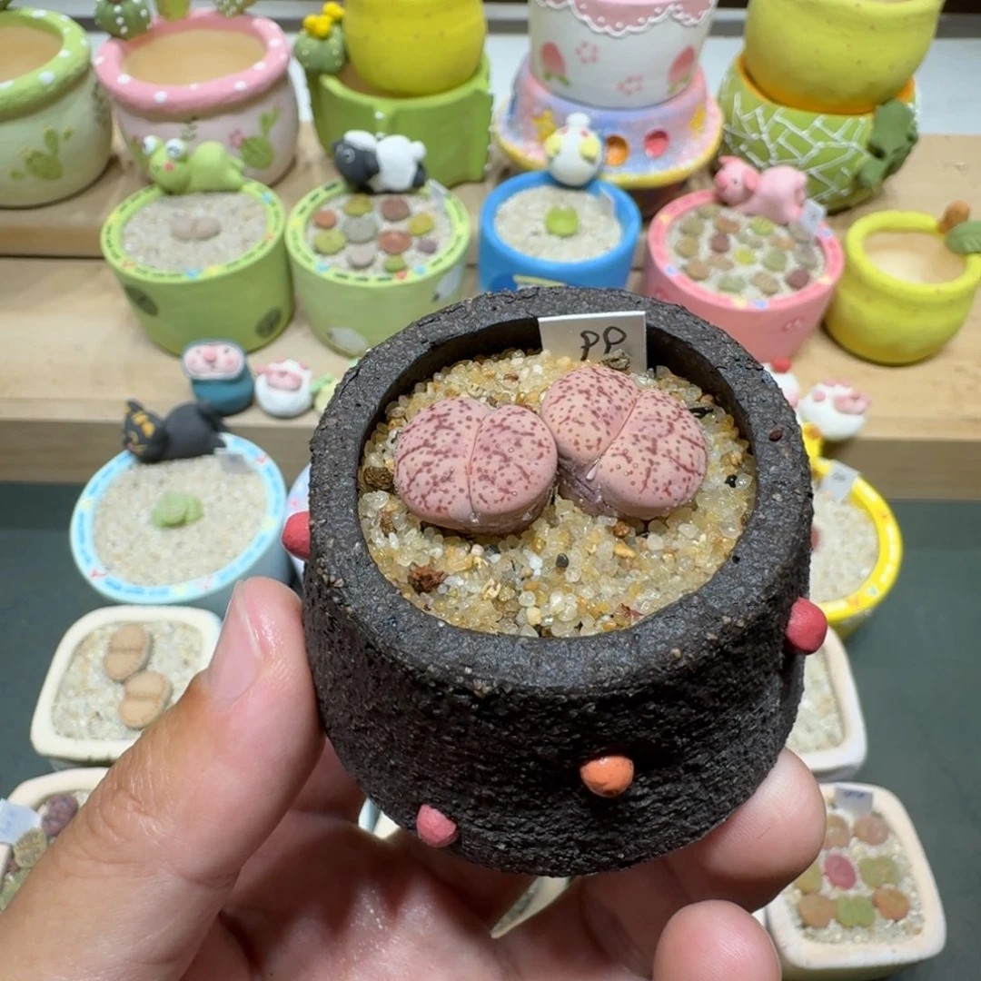 蘑菇259双头花花