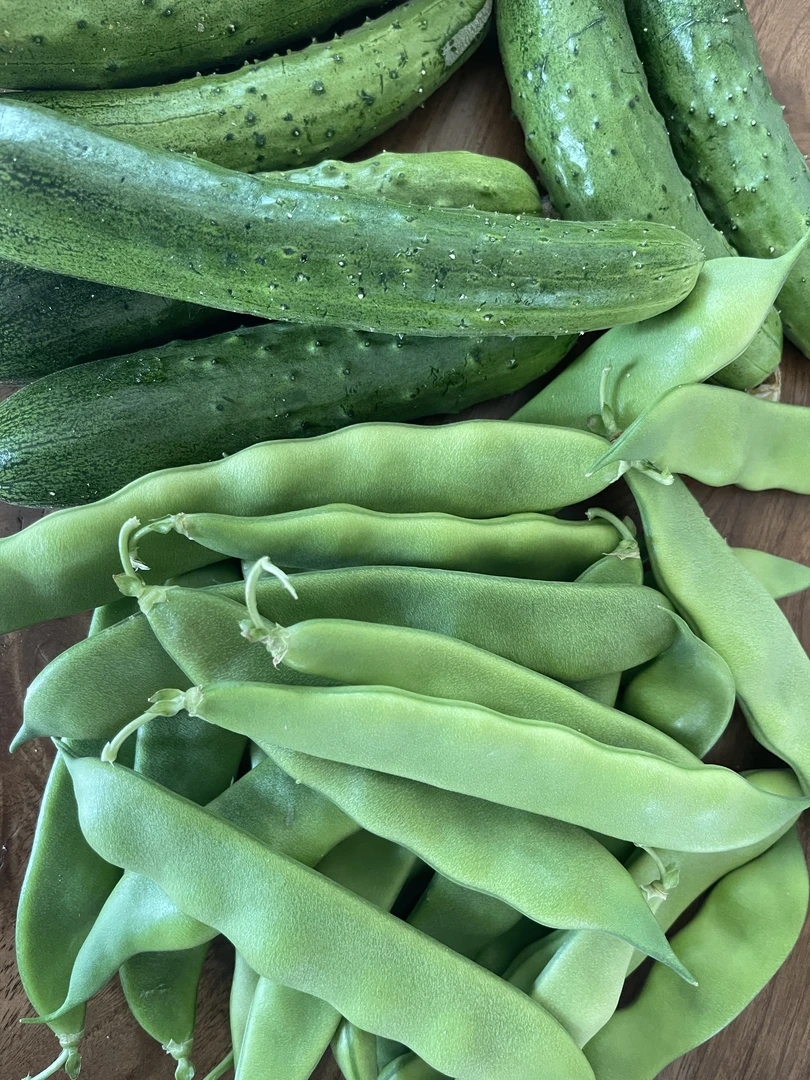 东北新鲜现摘旱黄瓜豆角豇豆宽大刺黄瓜清甜多汁产地自种水果蔬菜